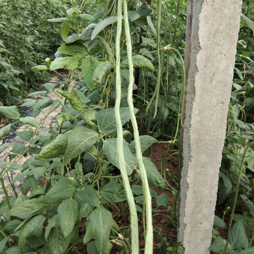 成武县双丰豆角 40cm~70cm
