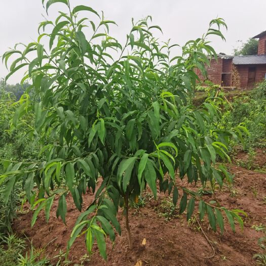 泸县锦绣黄桃苗 1~1.5米