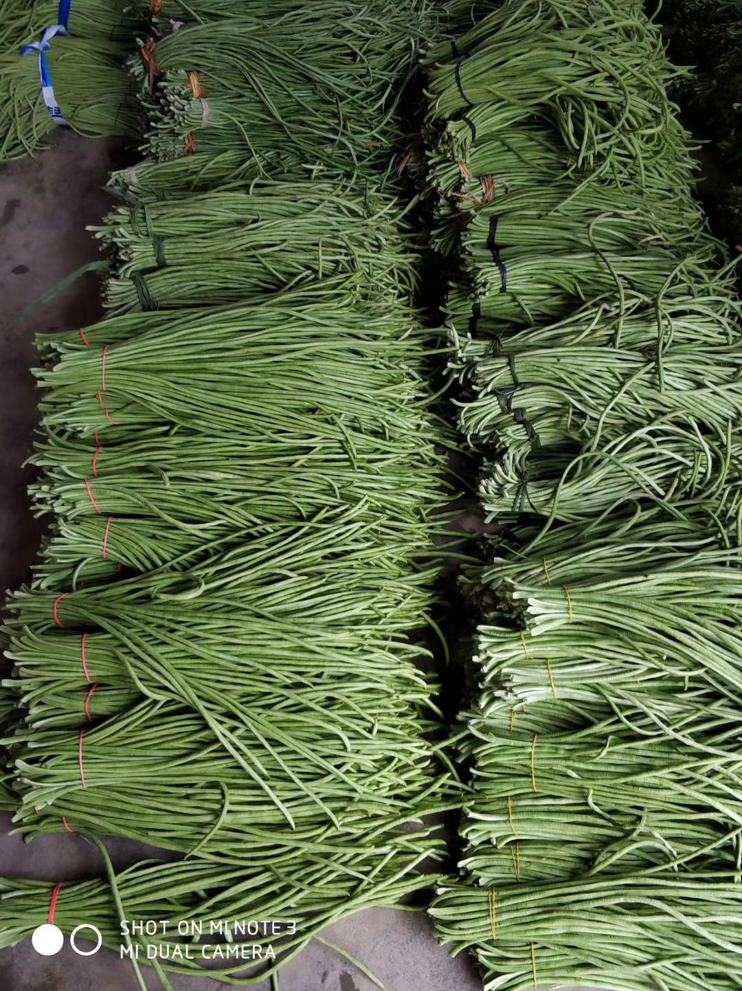 长豇豆  长豆角青豇豆产地直销
