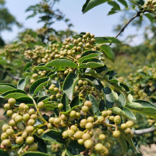 合阳县红花椒 三级 干花椒