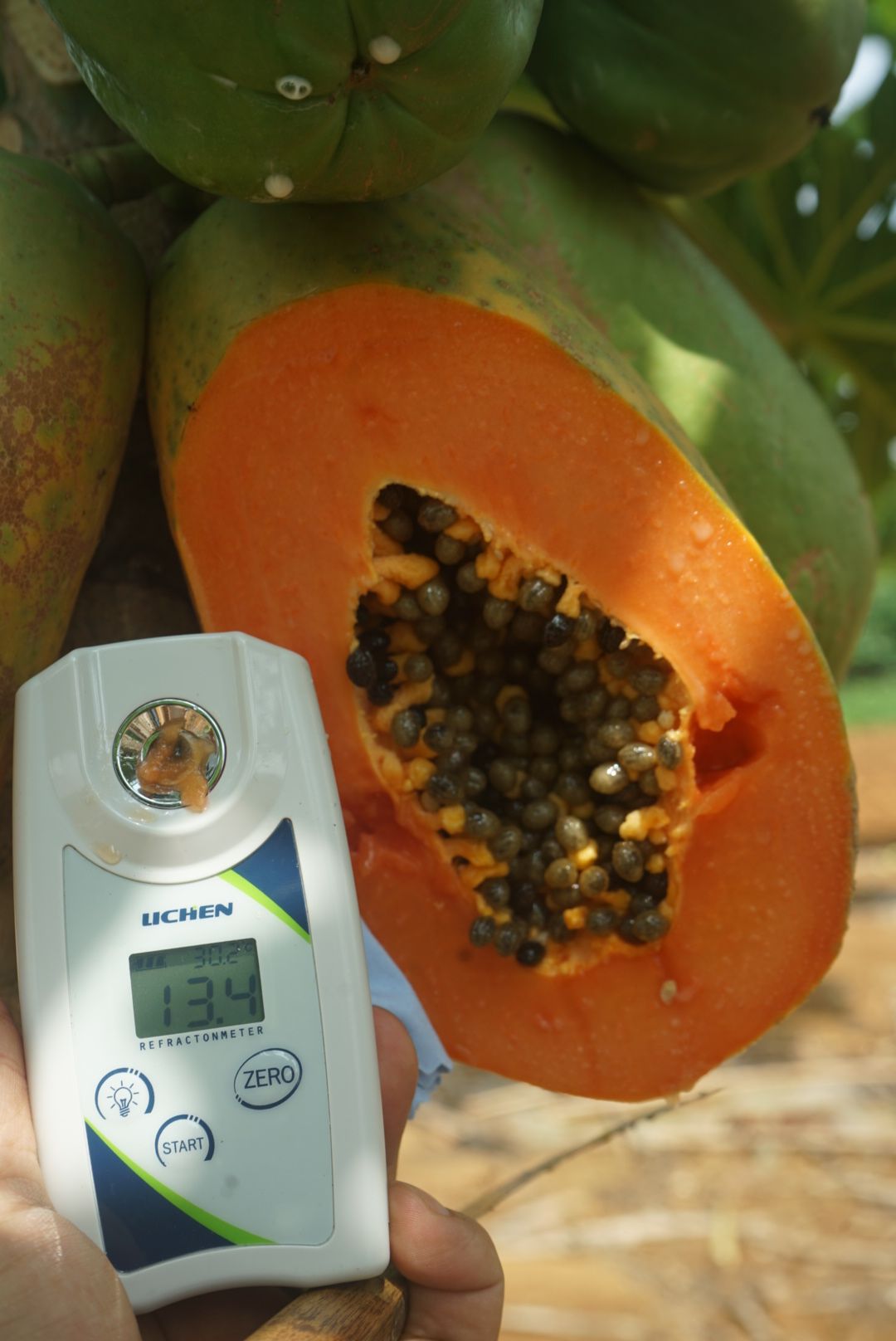 广西牛奶红心木瓜产地一件代发包邮包售后对接抖音快手社区团购