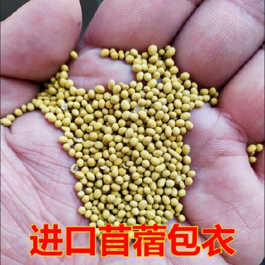 南宁紫花苜蓿种子 紫花苜蓿草种子多年生苜蓿种子四季高产苜蓿菜猪牛羊鸡鱼牧草种子