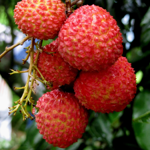 广州桂味荔枝 从化桂味