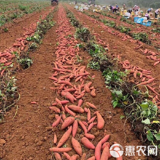 2020 现挖  番薯 西瓜红 全年稳定供货 支持一件代发