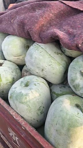博爱县冬瓜，个头小，心细，肉多。