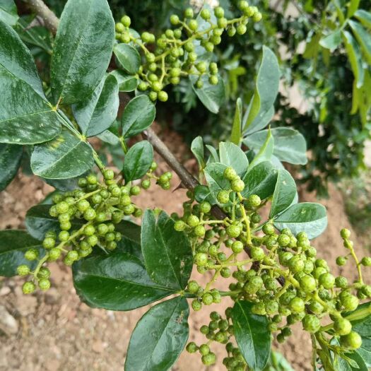 施甸县青花椒 云南高原种植青麻椒，麻度好，色泽好