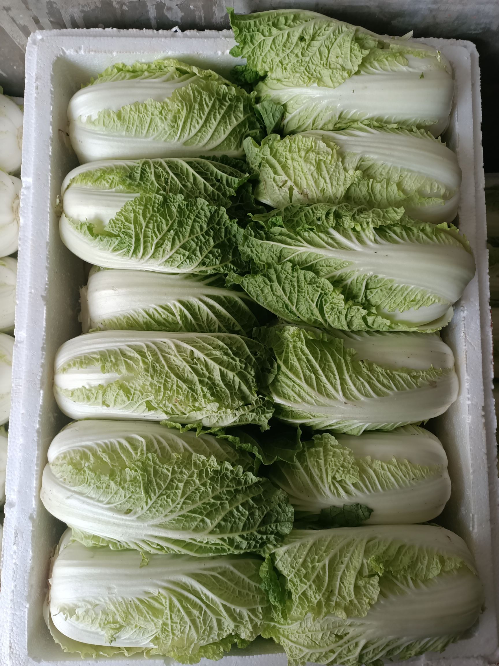 黄心娃娃菜  娃娃菜