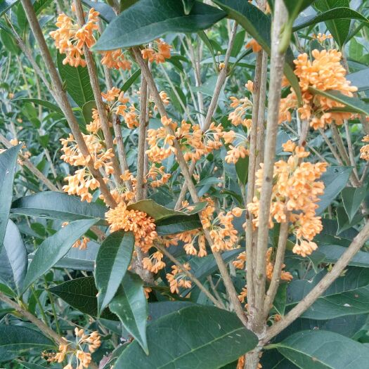盘州市 低价急售一批桂花树
