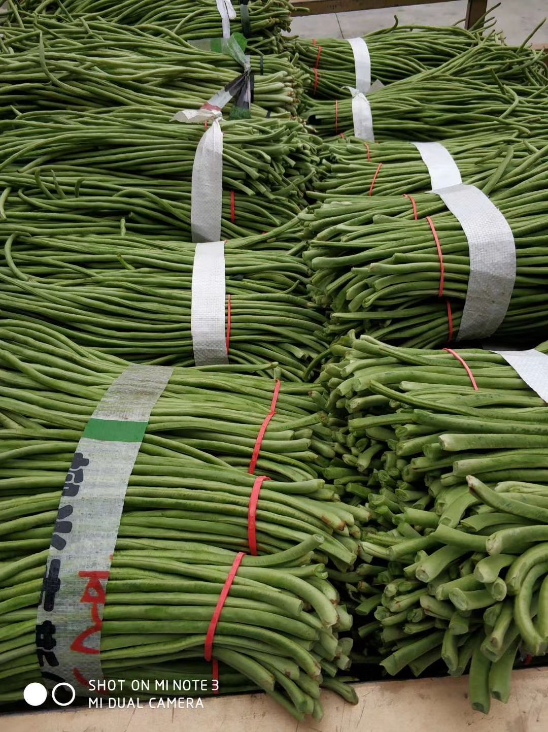 长豇豆  长豆角青豇豆产地直销