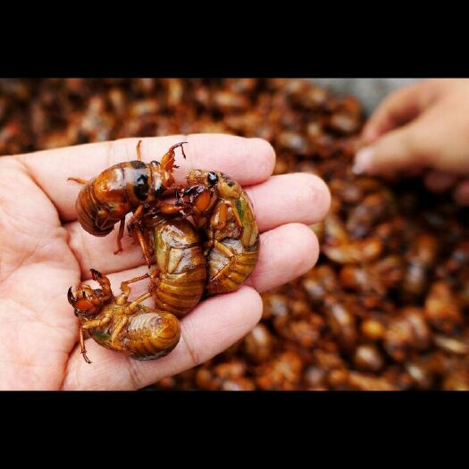 沛县 当夜鲜活金蝉