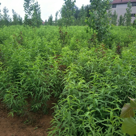新泰市毛桃苗  自己百亩基地，占地。价格优惠。成活率高。根系发