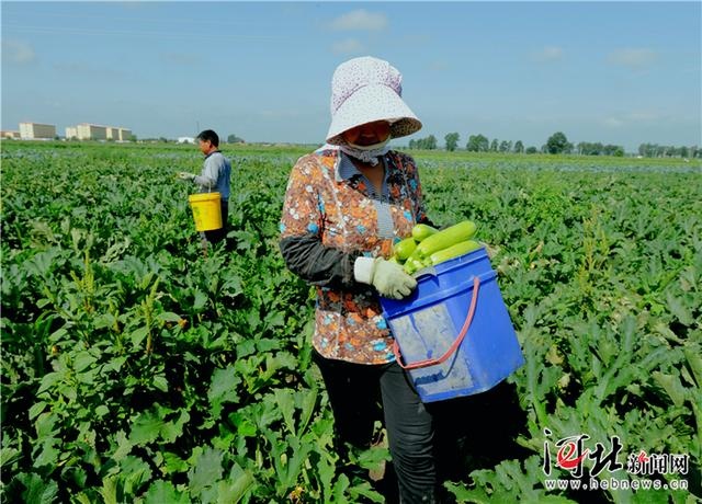 沽源县仓储用地 万亩蔬菜基地仓储物流一条龙