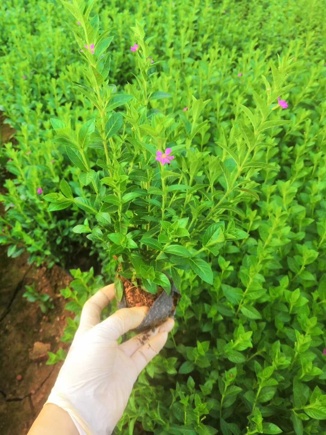 紫花满天星小杯，30公分满天星，云南满天星，雪茄花，萼距花