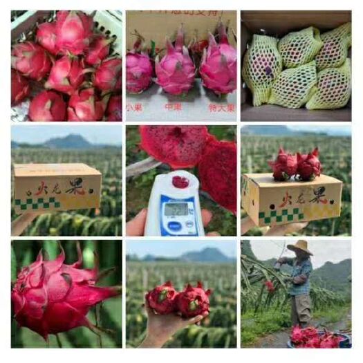 南宁红皮红肉火龙果 中（5-7两）