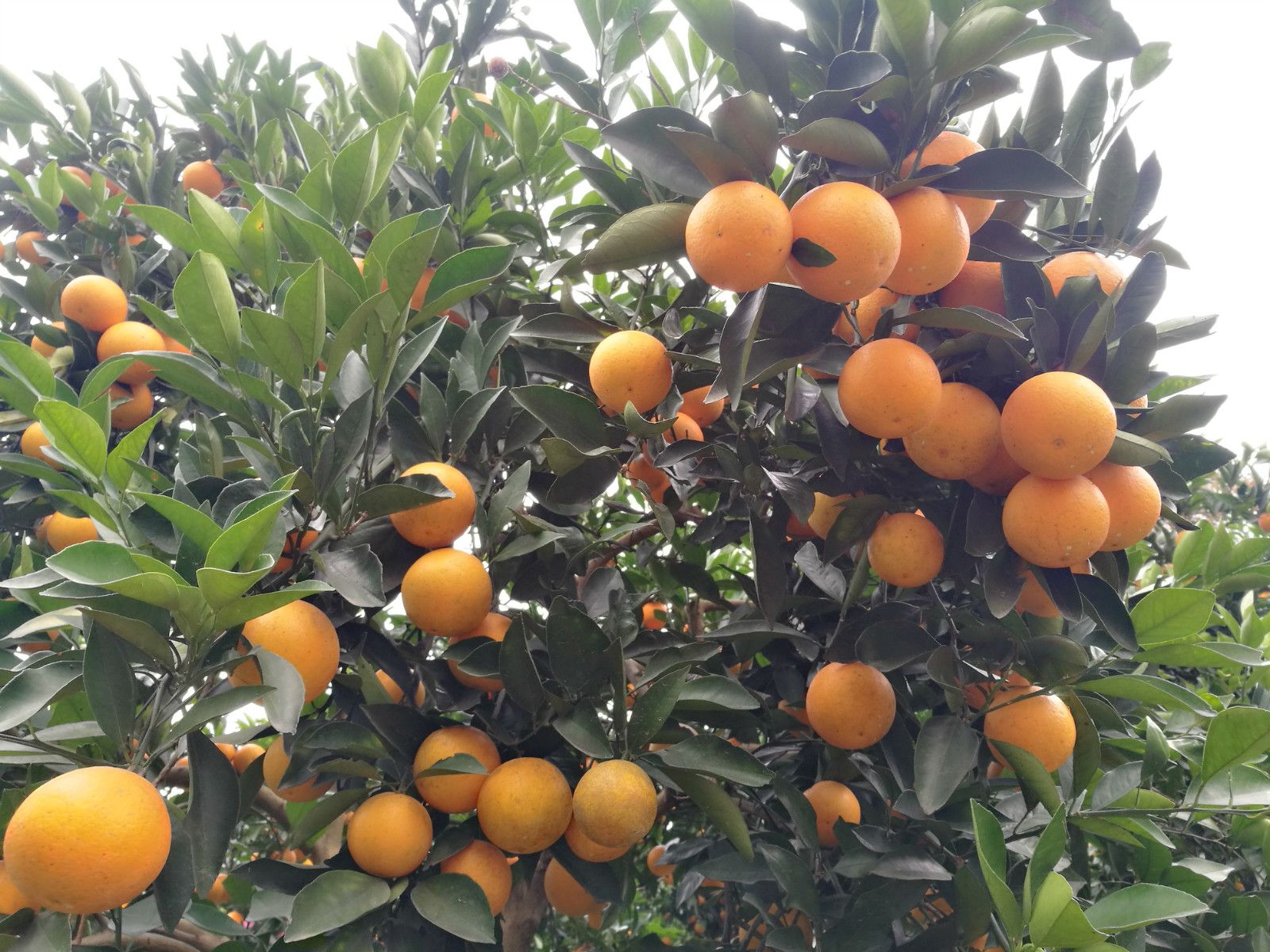  千思农林供应海绵层薄、耐贮运锦蜜冰糖橙苗