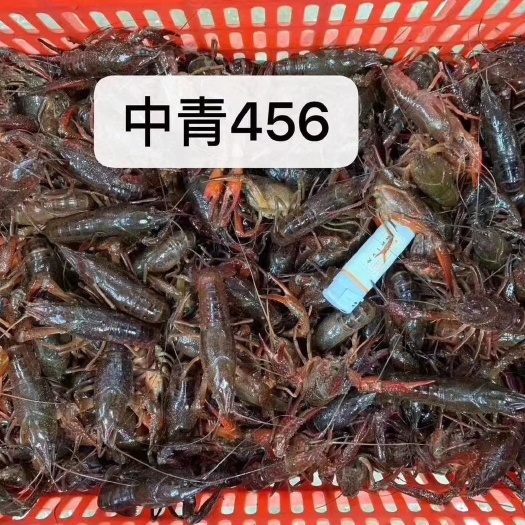 眉山 小龙虾批发