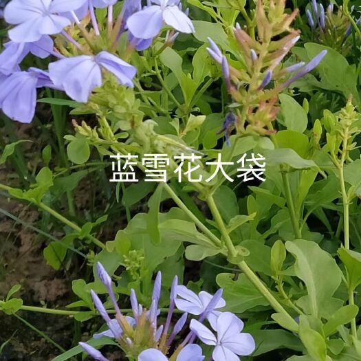 漳州蓝雪花
