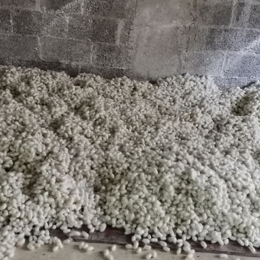 上林县蚕丝 广西上林县十万大山蚕茧