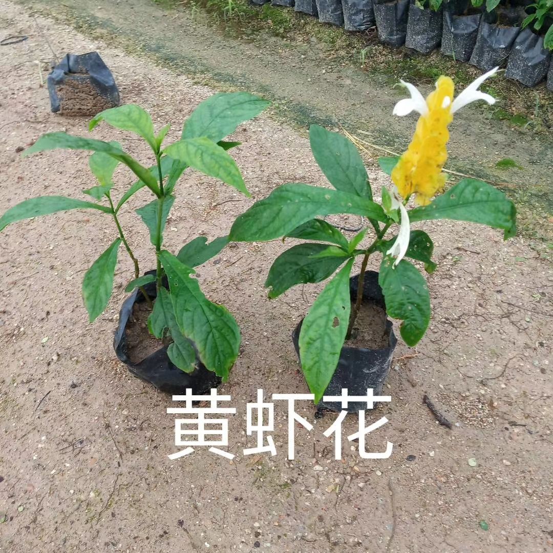 漳浦县金雀花 黄虾花