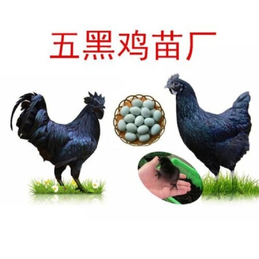 南宁 五黑鸡苗   绿壳蛋鸡苗  孵场直销