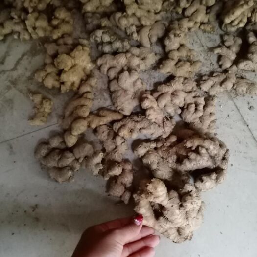  云南小黄姜  菜姜标准 产地直销