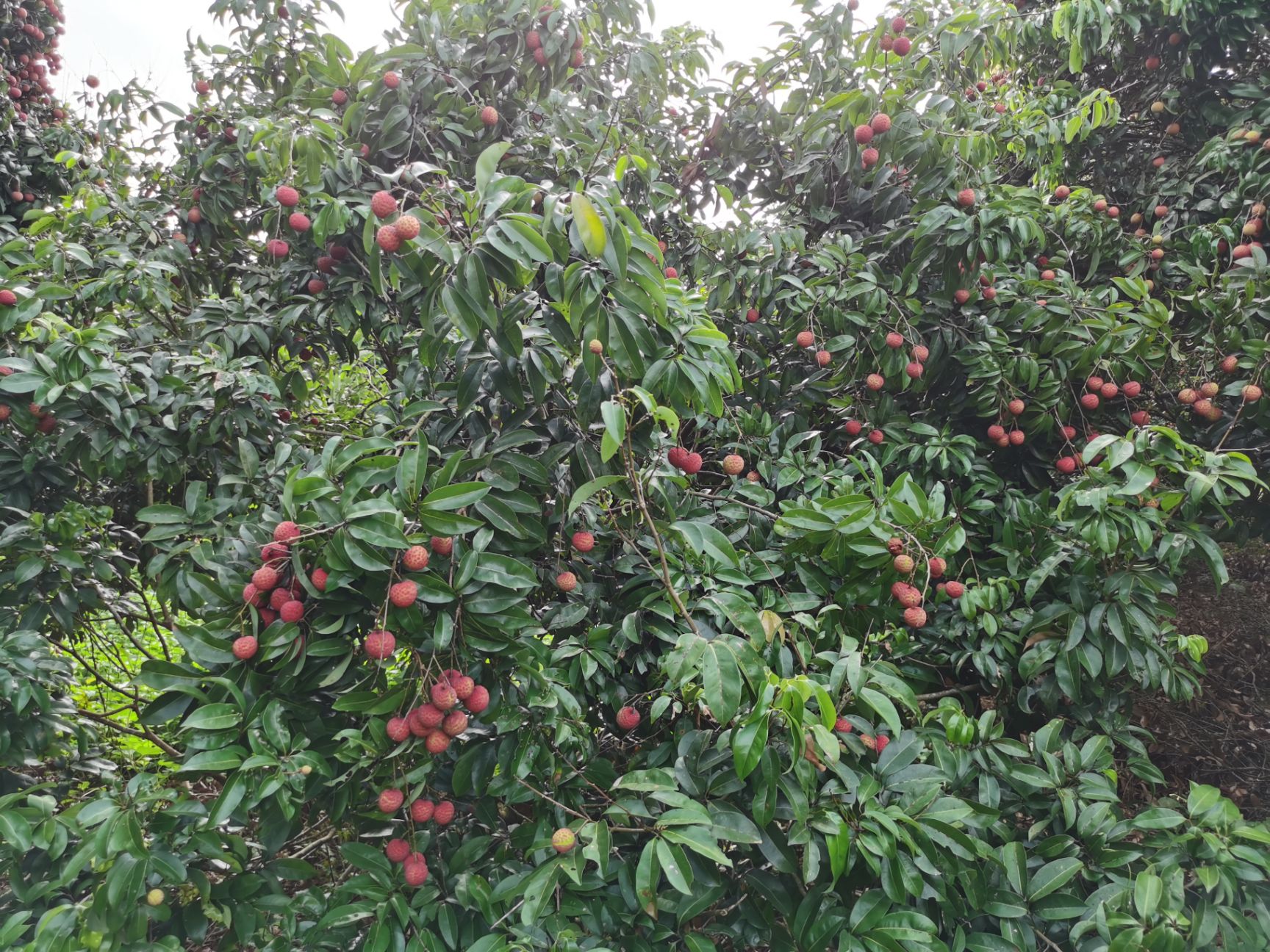  荔枝6月红荔枝