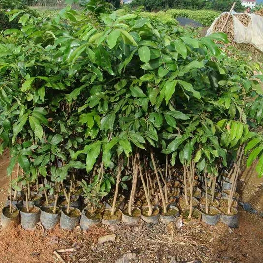 灵山县石峡龙眼苗 两年苗成活率高