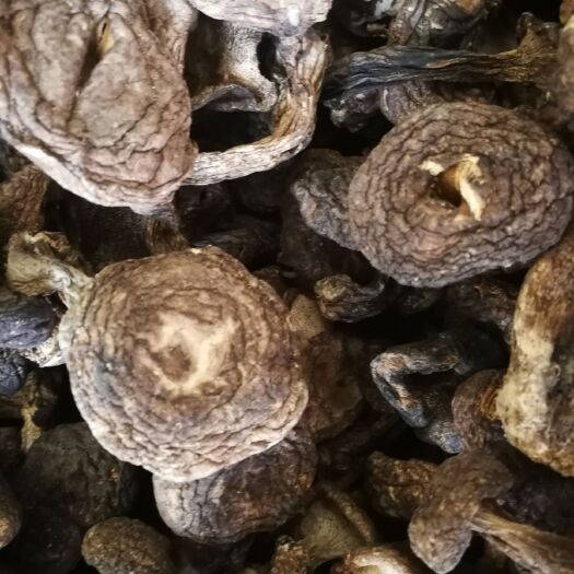 昆明 虎掌菌  小黑虎掌批发