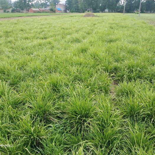 睢县麦冬草 本种植合作社常年提供麦冬绿化草，欢迎各位老板前来洽谈
