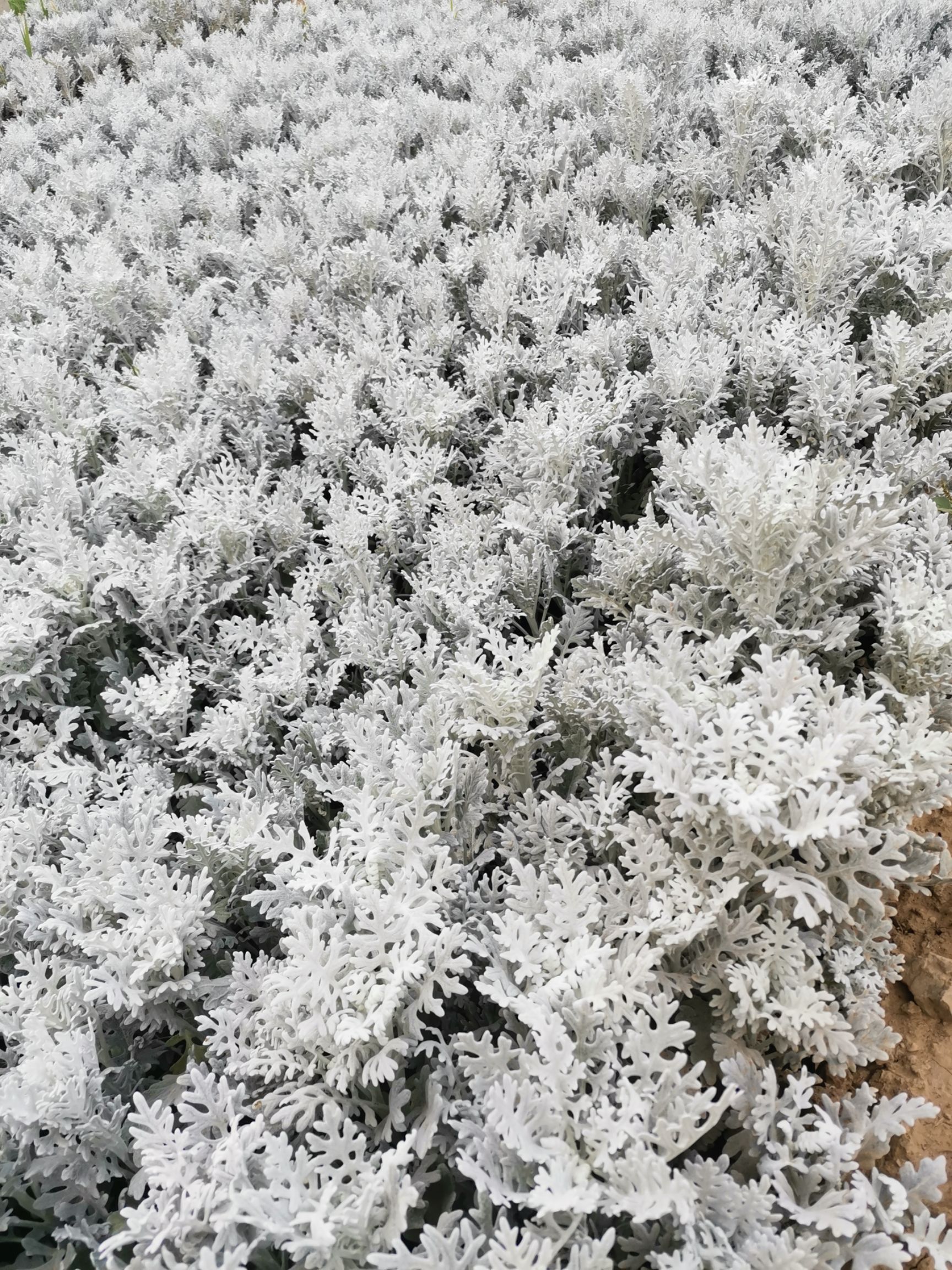 银叶菊 雪叶菊 自家基地 量大优惠