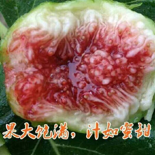 乳山市青皮无花果 自家果园 顺丰包邮 代办 代发 承接下午熟果商贩