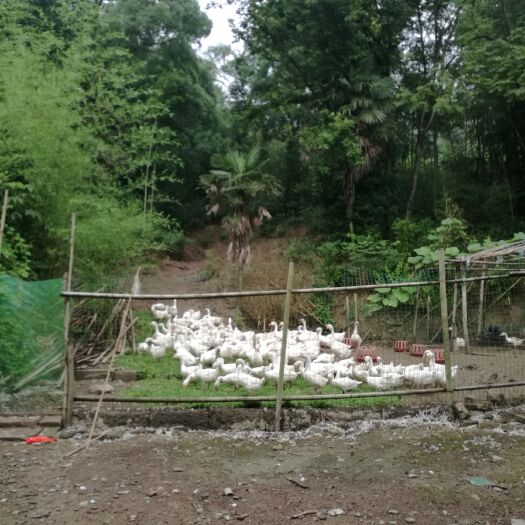 邵阳 散养白鹅公，母，6一8斤，130天