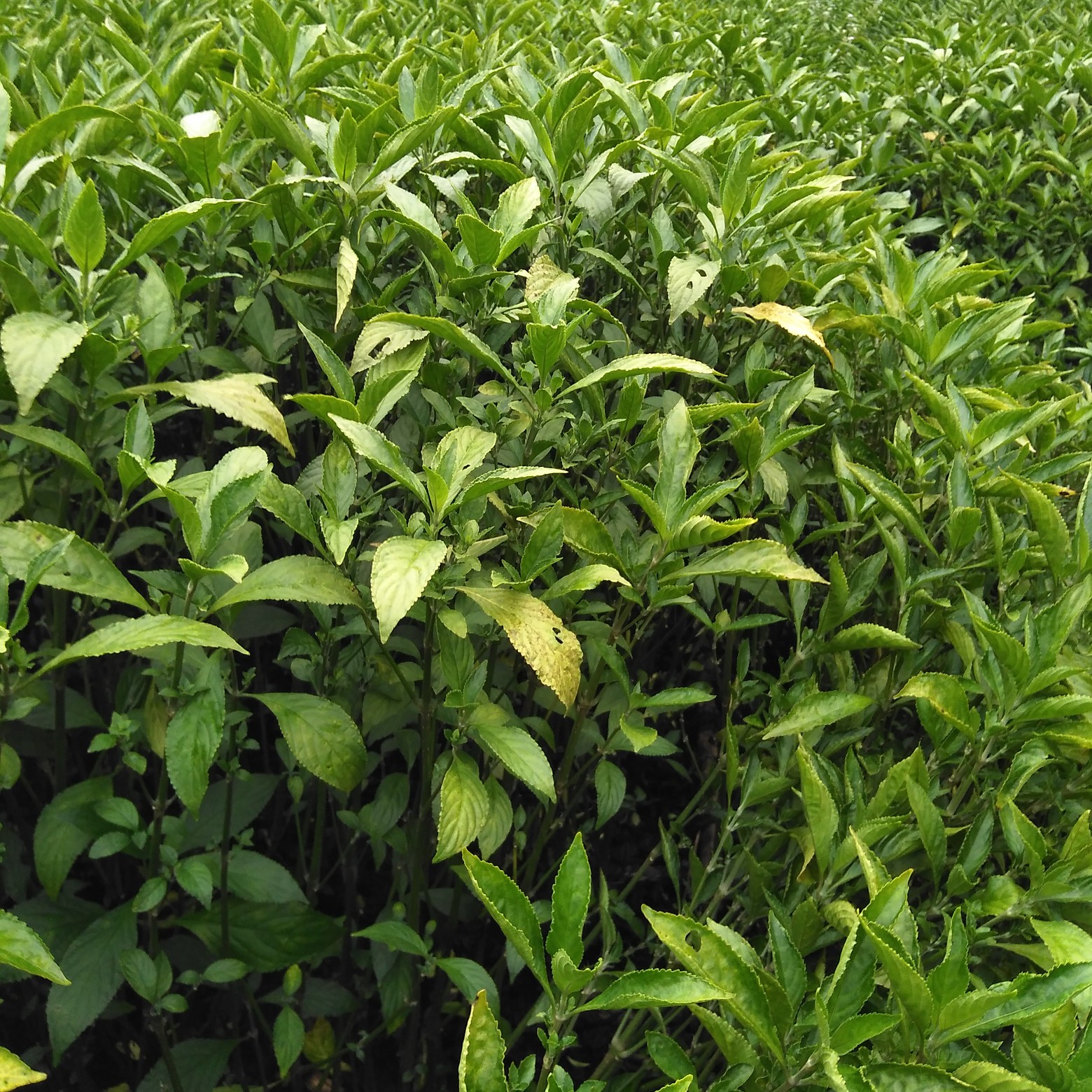 南板南根南板蓝根新鲜优质南板蓝大青叶蓝靛200亩求收购价格详谈