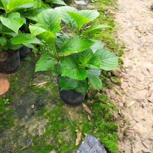 漳州 绣球花