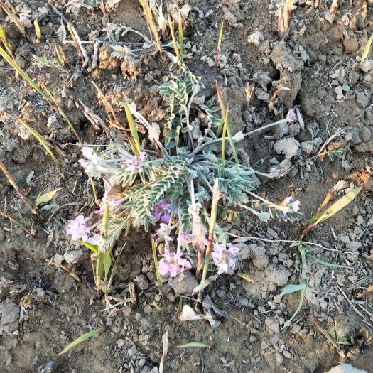 滨州苦地丁 自然生长，多年老桩药效足。