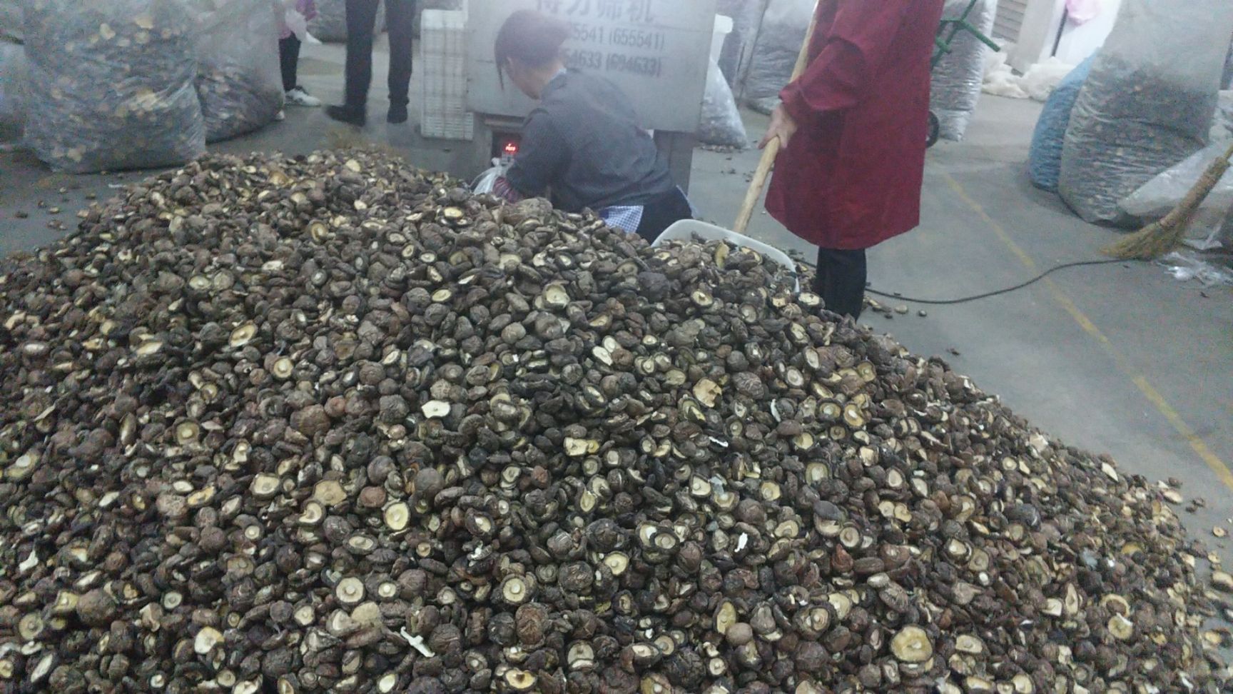  庆元小香菇金钱菇花菇黑面菇光面菇特产发源地