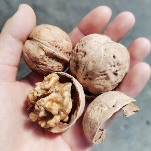 汾阳市山核桃  核桃