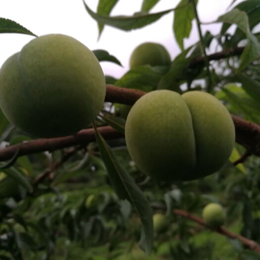 开阳县 贵州龙水蜂糖李