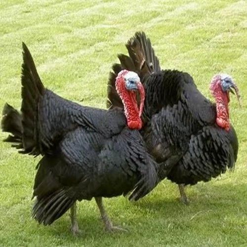 优质贝蒂娜火鸡苗，尼古拉，青铜火鸡苗