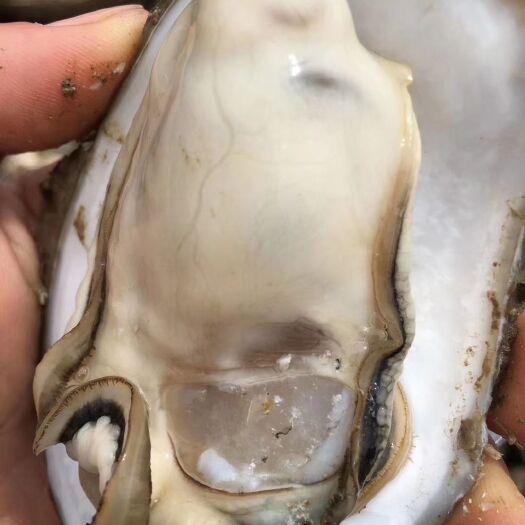 昆明三倍体生蚝  湛江生蚝