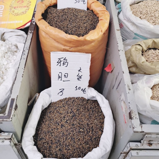 亳州鸦胆子大货