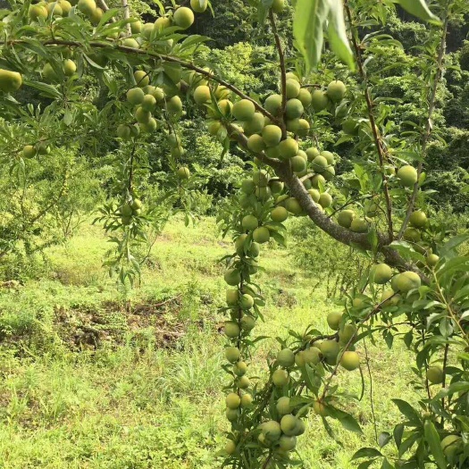 乐业县青脆李 具体私聊
