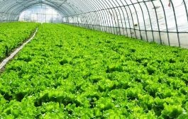 沭阳县镀锌带种植大棚 绿城温棚整套温室大棚
