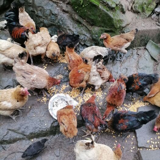 丰都 正宗土鸡，纯粮食喂养品质保证
