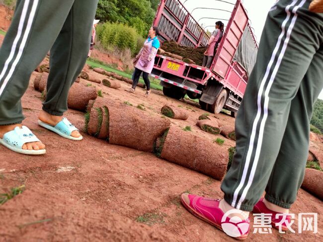 黑麦草  绿化草坪种植基地