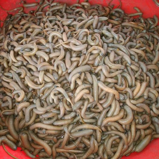 北海 北海黄泥丁泥虫无泡水不加泥