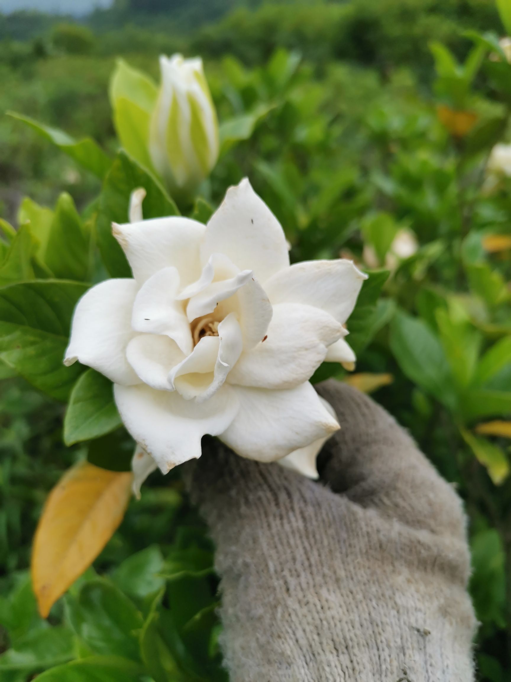 大叶栀子  栀子花大叶中叶花期长根系好易成活