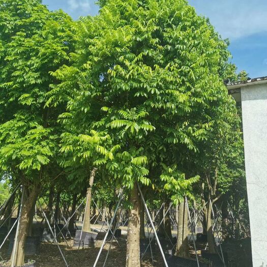 普宁市人面子树 自家25-30仁面子移植苗低价出售，量大价优！