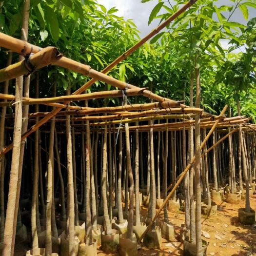 普宁市青芒果苗 自家芒果树3-12分袋苗低价出售，量大价优！