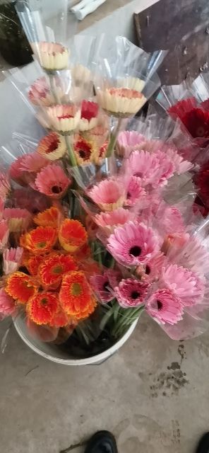 红玫瑰 自产自销，全国新鲜